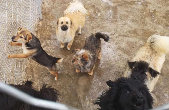 在北京郊区养了705只流浪狗，危险和质疑并存，但她觉得「值」