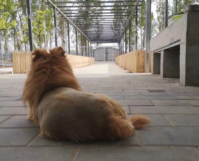 在北京郊区养了705只流浪狗，危险和质疑并存，但她觉得「值」