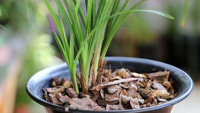 盆栽兰花,掌握这些养护要点,才能养的更好|兰花|植料|植株_新浪新闻