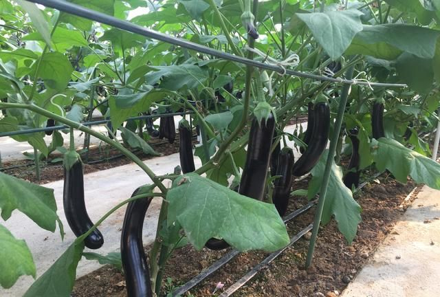 种植茄子,双干整枝还是四干整枝?掌握这些技巧|茄子|侧枝|植株|长势|蔬菜_新浪新闻
