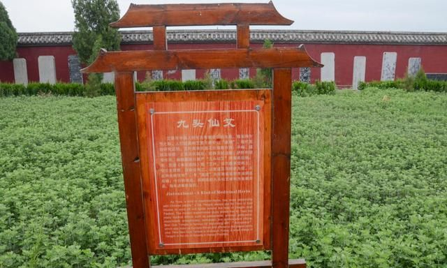 走进河南汤阴县扁鹊庙，带你认识庙内三宝