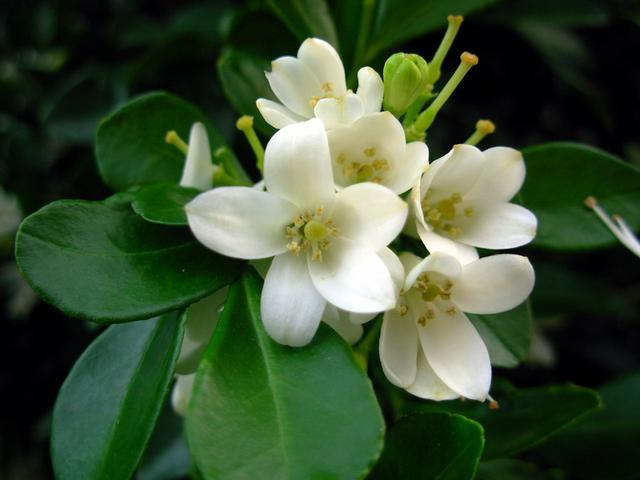 这花和茉莉花很相似，开花香花量大，名叫九里香更值得养