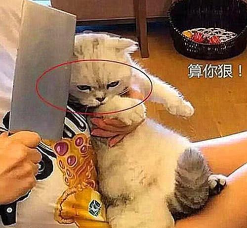 猫咪不愿意剪指甲，主人拿出菜刀后秒怂，猫：算你狠！