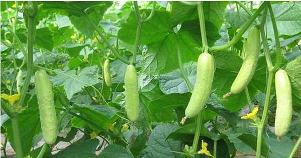 水果黄瓜种植多久收获