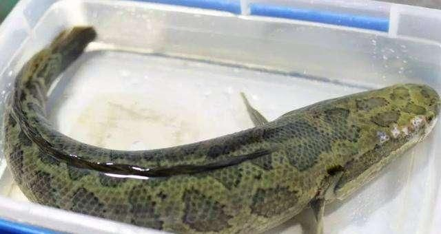 老北京人从来不吃无鳞淡水鱼却把这种鱼当无鳞鱼对待了其实它有|黑鱼_新浪新闻