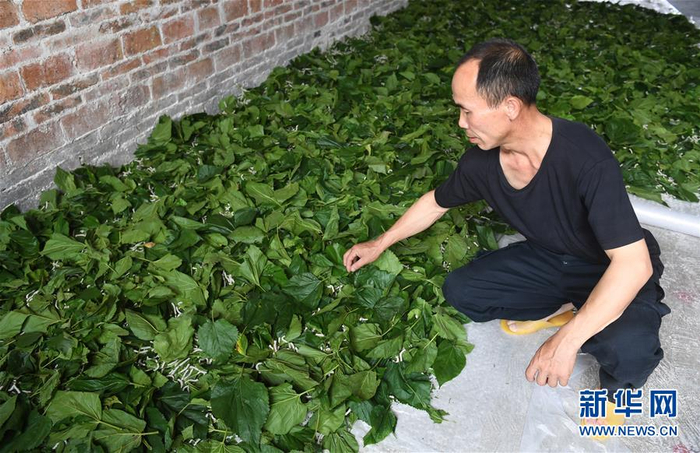 广西环江：种桑养蚕助增收|村民|桑蚕|农民|新华社|毛南族_新浪新闻