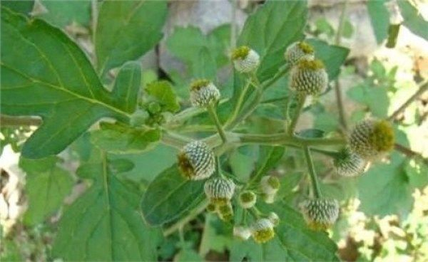 鱼眼草也是也是一种药草,"有清热解毒,祛风明目.