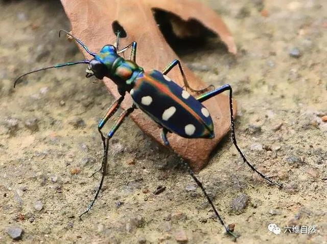 爬行速度最快昆虫,若按照比例,虎甲虫不输猎豹,让昆虫难于逃走