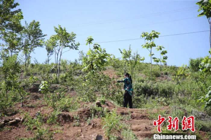 一只手撑起半边天！独臂女干部成“全村人的希望”