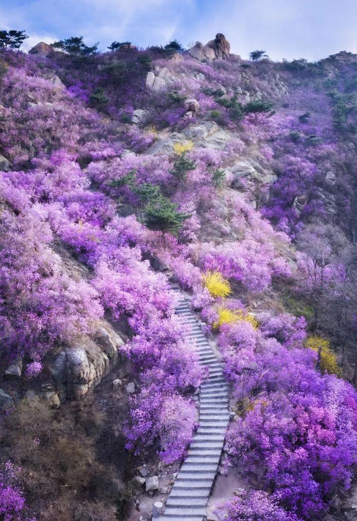 均温20℃的海滨老城，紫色泡桐花美得像国外，现在去性价比超高