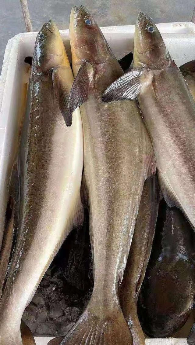 高考前,这肉要常吃,贵是贵点,但鲜美营养高|鱼肉|蒸鱼_新浪新闻