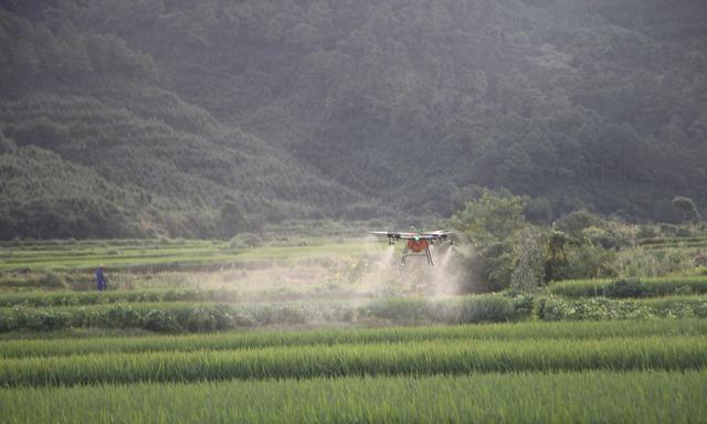 水稻轻简化栽培问题（二）：二化螟抗性重，虫口夺粮需综合防治