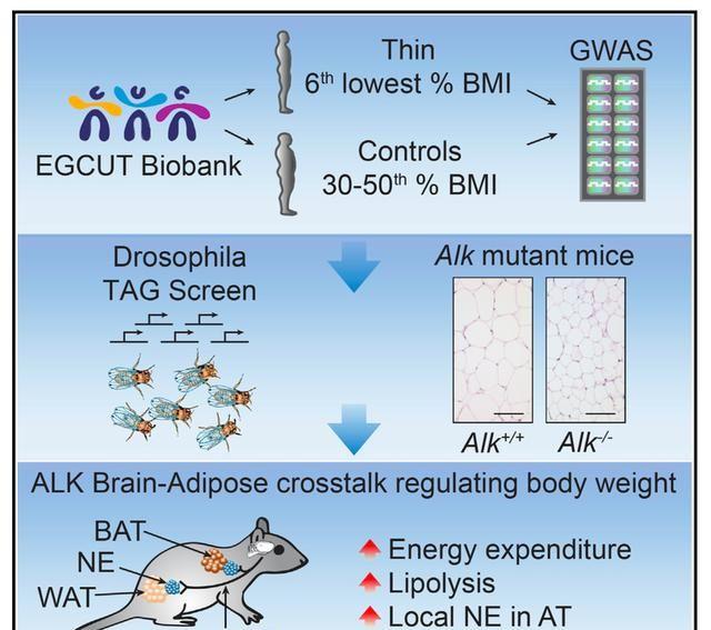 Cell｜发现新“瘦”基因：ALK调控交感神经抵抗体重增加