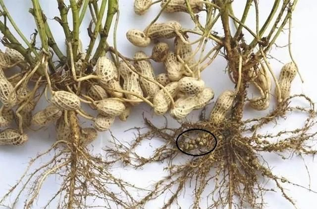 花生的花开在地上,果实为什么结在地下?|伸入_新浪新闻