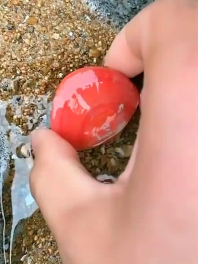 海边捉螃蟹时看到个“红宝石”，开始去捡时才知是它，顿时失望了