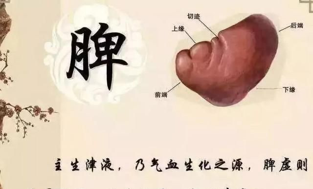 痰湿体质减肥,中医有妙招,用花茶来助你