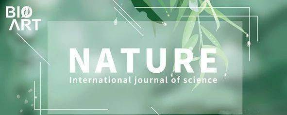 Nature丨基底膜重塑调控小鼠胚胎发生过程
