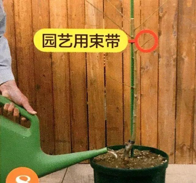 9张图就能看懂树苗移植方法全过程