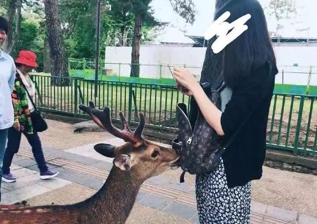 日媒:奈良的鹿近期性格大变!饿得受不了,都是冲刺着朝人奔过来