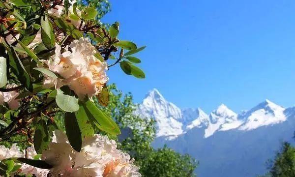 雪山之下，羊角花开了