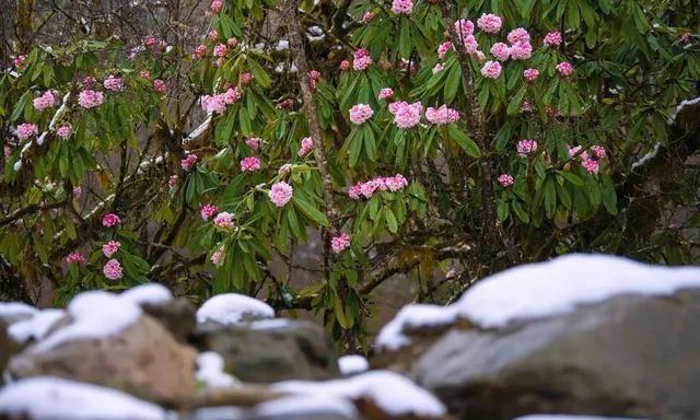 雪山之下，羊角花开了