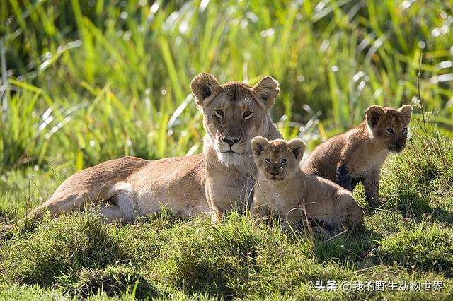 雌狮独自抚养3头幼狮,为了保护幼崽,打跑比自己大一圈的雄狮