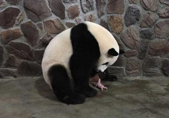 为什么大熊猫总把幼崽摔出去？它们难道真的不爱自己的亲生幼崽？