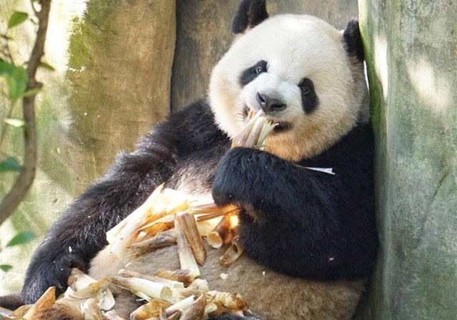 为什么大熊猫总把幼崽摔出去？它们难道真的不爱自己的亲生幼崽？