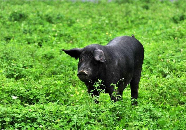 农场中出现"滚山猪",身材像气球,走路全靠滚动