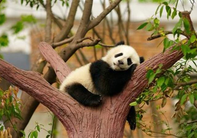 为什么大熊猫总把幼崽摔出去？它们难道真的不爱自己的亲生幼崽？