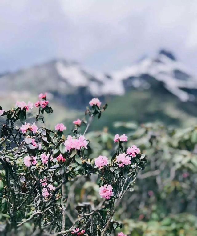 雪山之下，羊角花开了