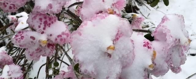 雪山之下，羊角花开了