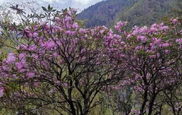 四川现罕见品种杜鹃花，已野外灭绝枯鲁杜鹃重新被发现