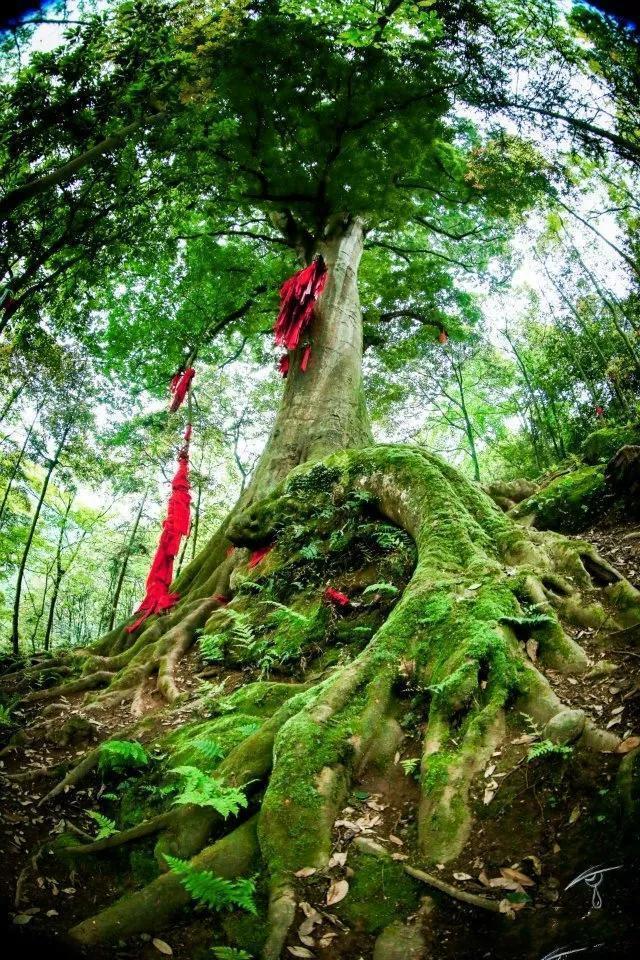 中国8大千年古树，最老一棵4000岁，世所罕见！