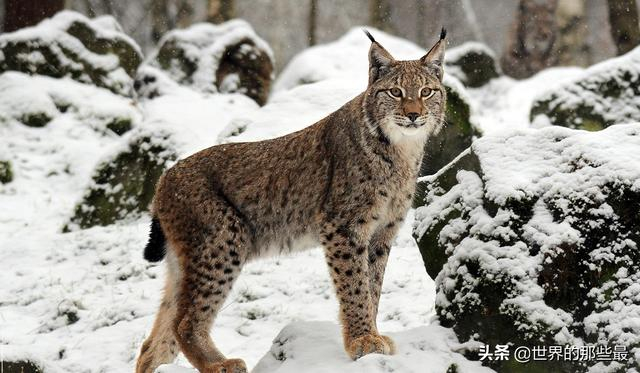 常被误会的猞猁,它不是“恶魔”,也没人们想得那么孤独|猞猁|恶魔|猫科