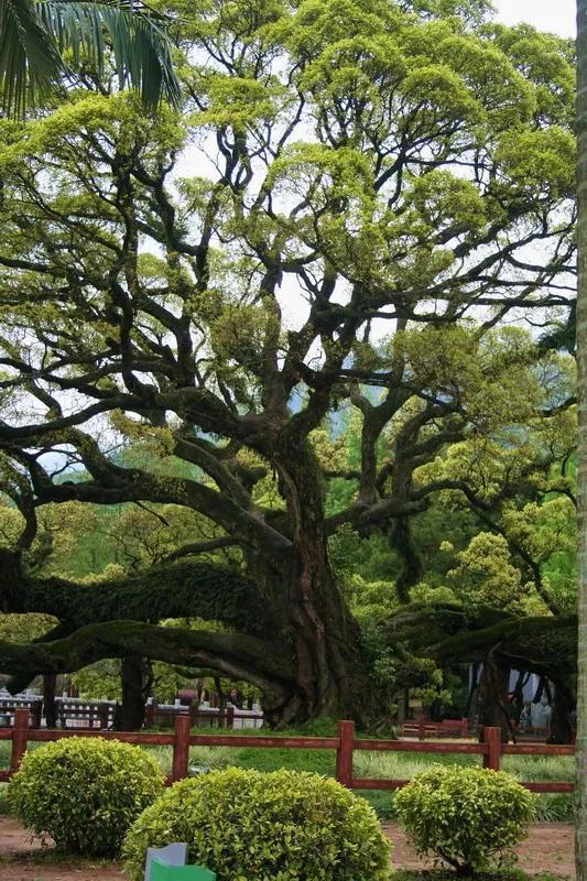 中国8大千年古树，最老一棵4000岁，世所罕见！