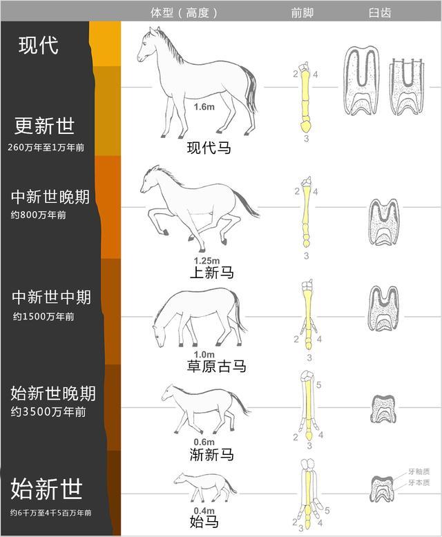 马骡和驴骡的区别图片