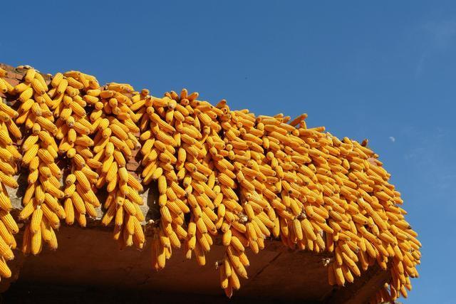 下周临储玉米拍卖吉林唱主角 今年玉米进口市场或不会放开