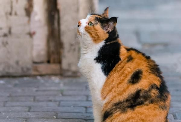 三花猫,它是来自上天给宠主的宝藏福利