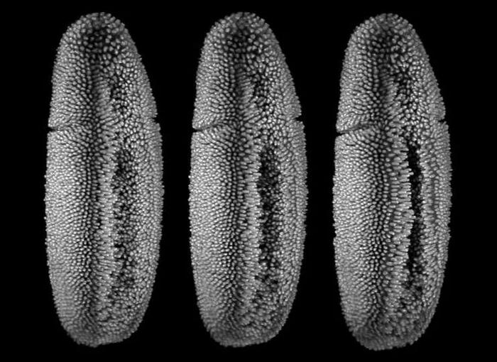 逆转生物钟的神奇分子；固液界面上质子如何运动？| 一周科技速览