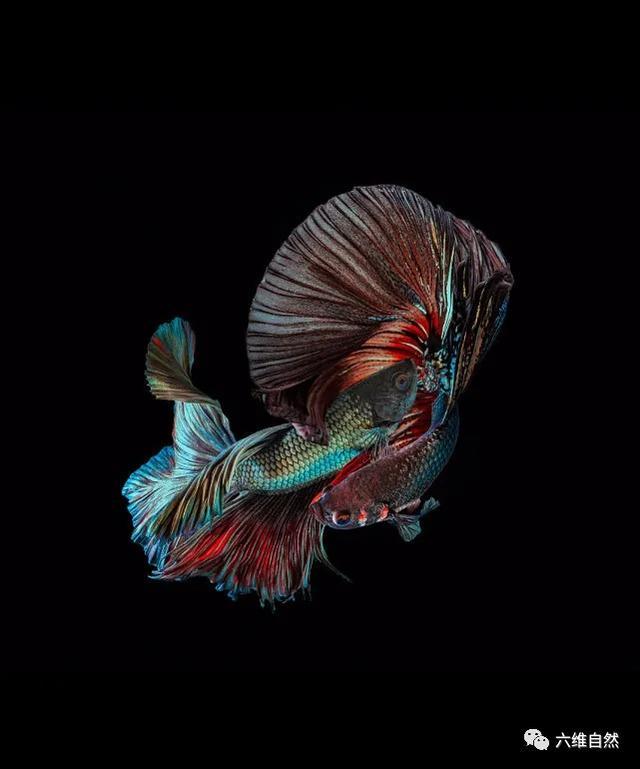 绚丽的鱼尾！印尼一群暹罗斗鱼的鱼尾就像晚礼裙，极具观赏价值！