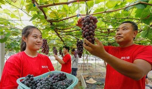 注意：6月份农民有7件大好事来临，家家都能大受益