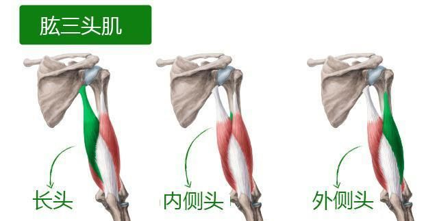 10个手臂肌肉动作,瞄准肱二头肌、三头肌增臂围