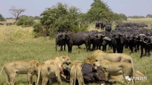 一场狮群和野牛群的对峙，狮群捕杀一野牛，一大群野牛却不敢反击