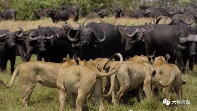 一场狮群和野牛群的对峙，狮群捕杀一野牛，一大群野牛却不敢反击
