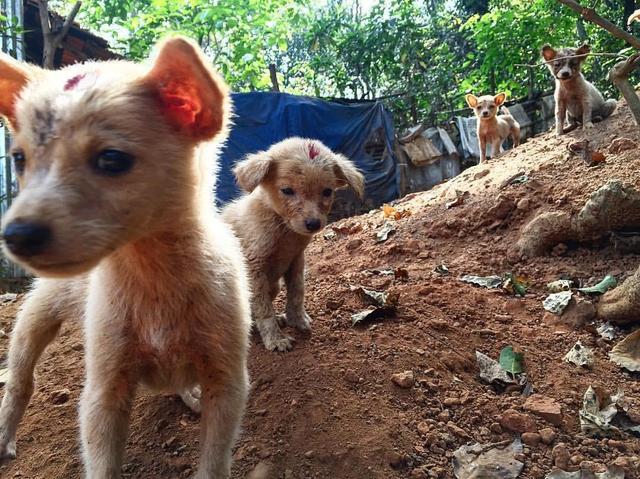 没有狂犬疫苗的古代，人被疯狗咬了怎么办？葛洪：别慌，我有办法