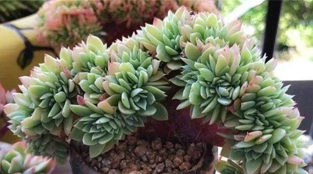 多肉缀化是怎样形成的?为什么会受到大家的关注和喜爱|多肉植物|维管束|枝干_新浪新闻