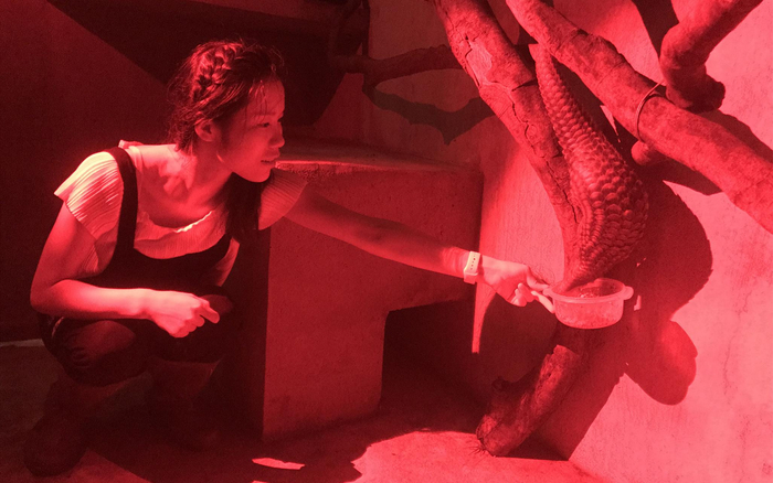 穿山甲救助志愿者苏菲给受救助的穿山甲喂食。 中国绿发会供图