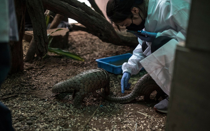 穿山甲救助志愿者苏菲与其它救护人员一起检查受救助穿山甲的身体状况。张由琼 摄