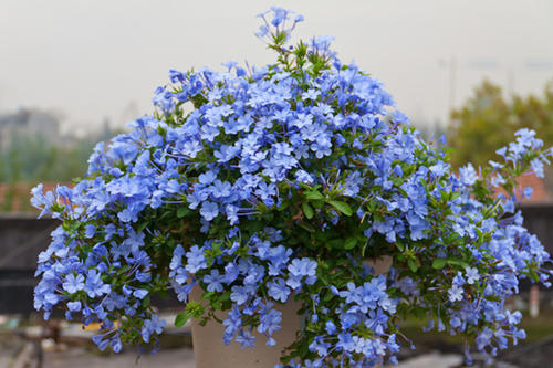 新手养花,不如养盆花中精品"山木蓝",冰清玉洁